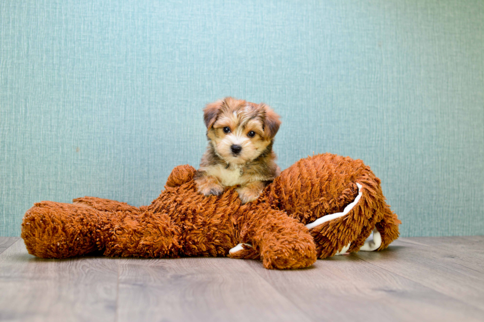 Hypoallergenic Yorkie Designer Puppy