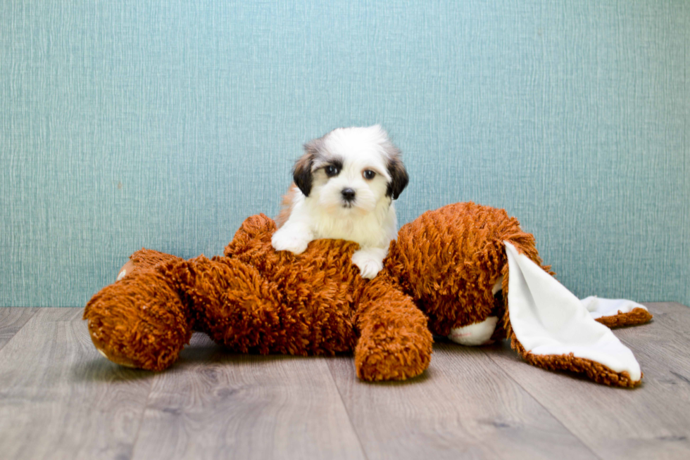 Petite Teddy Bear Designer Pup