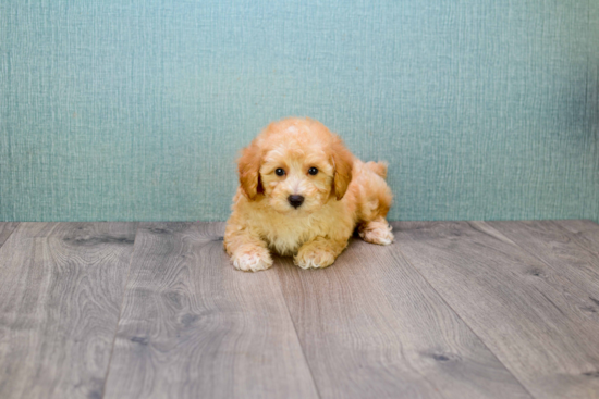 Best Cavapoo Baby