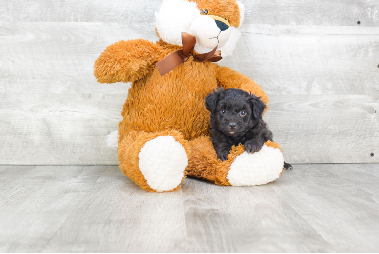 Hypoallergenic Aussiepoo Poodle Mix Puppy