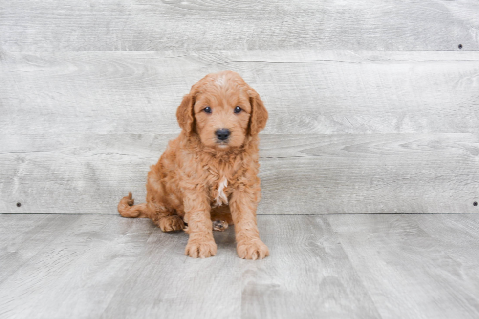 Hypoallergenic Golden Retriever Poodle Mix Puppy