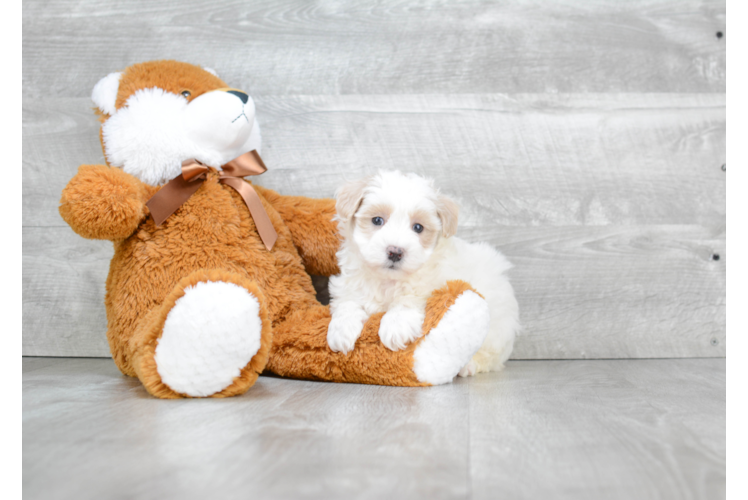 Small Cavapoo Baby