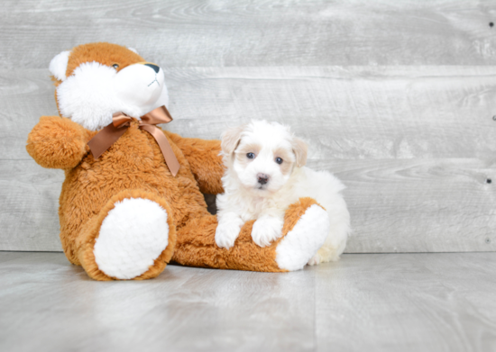 Small Cavapoo Baby