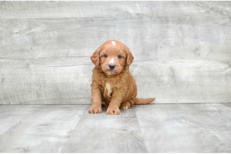 Hypoallergenic Golden Retriever Poodle Mix Puppy