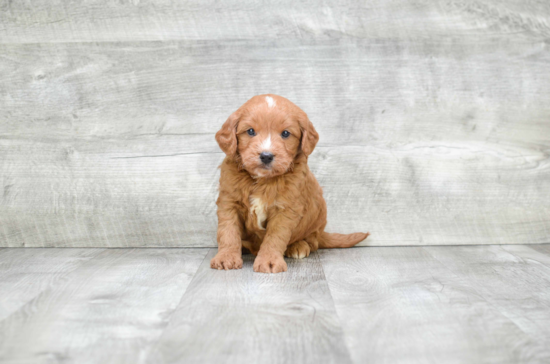 Hypoallergenic Golden Retriever Poodle Mix Puppy