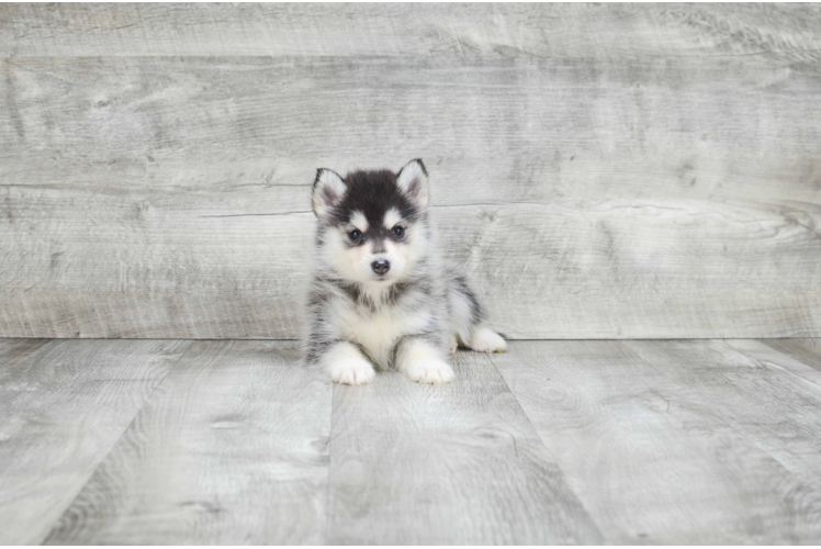 Best Pomsky Baby