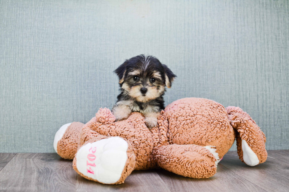 Best Morkie Baby