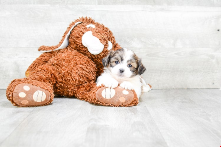 Teddy Bear Puppy for Adoption