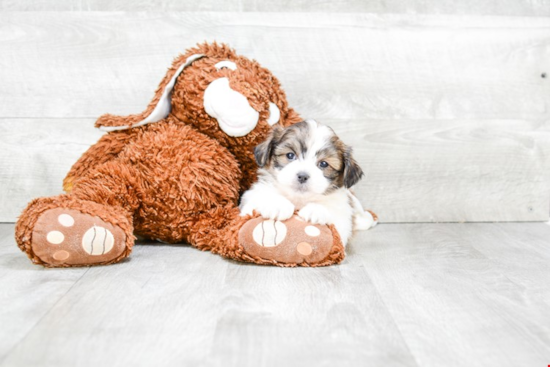 Teddy Bear Puppy for Adoption