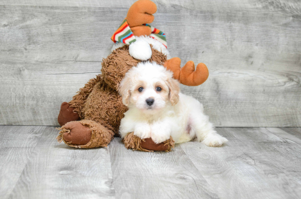 Happy Cavapoo Baby