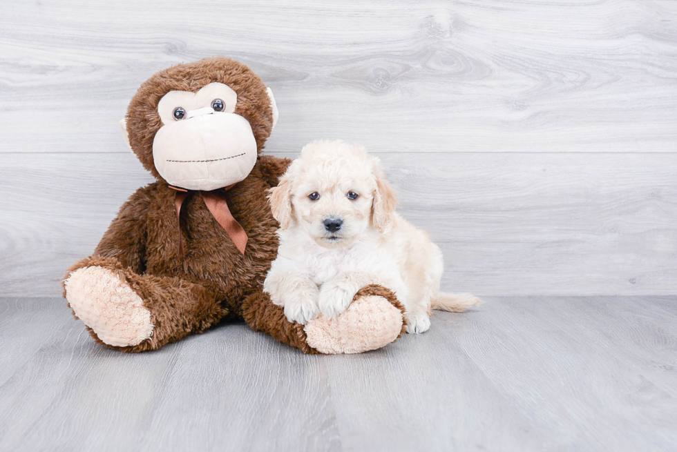 Best Mini Goldendoodle Baby