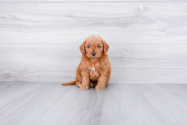 Petite Mini Goldendoodle Poodle Mix Pup