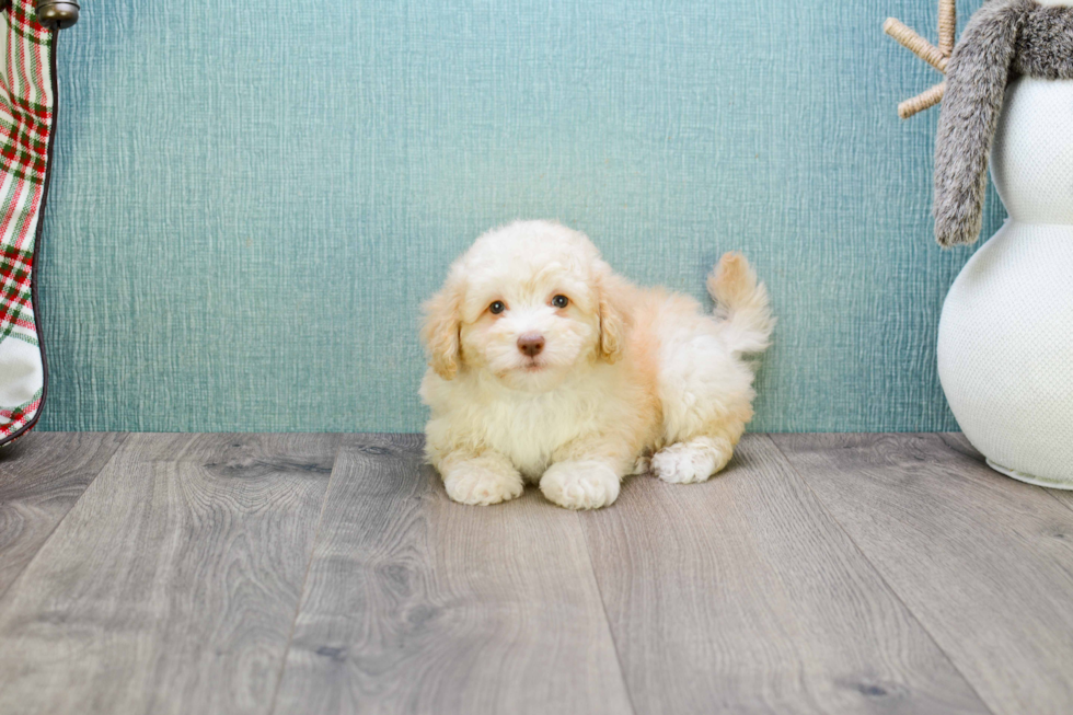 Maltipoo Pup Being Cute