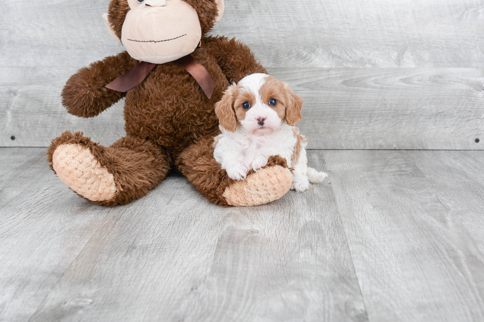 Cavapoo Pup Being Cute