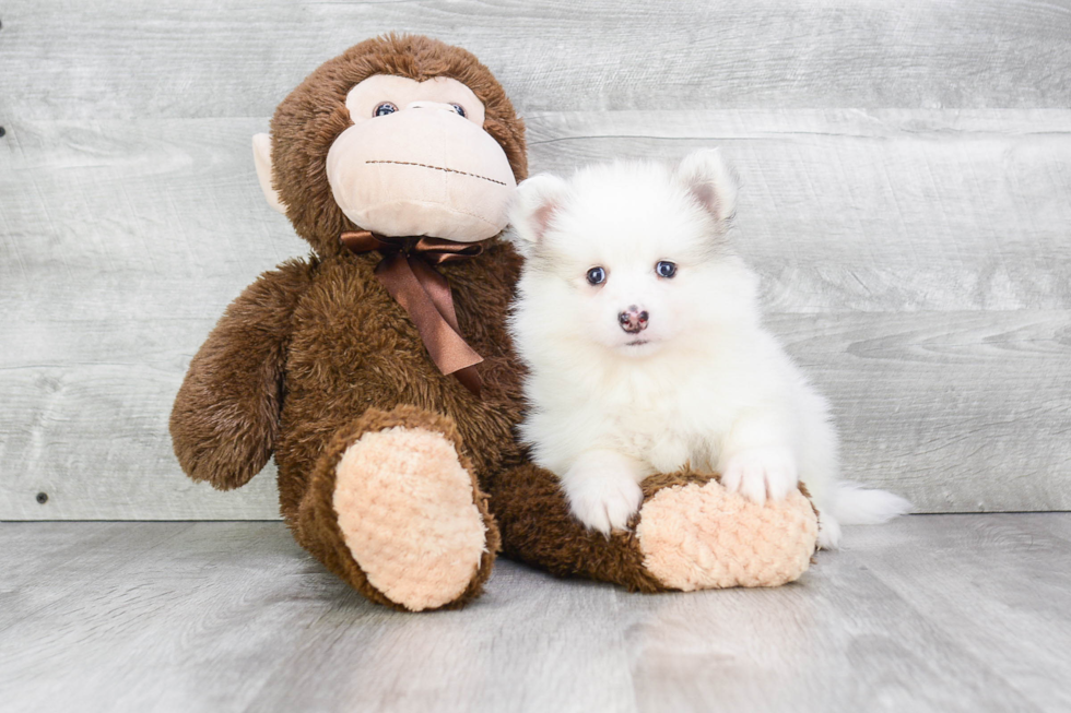 Cute Pomsky Baby