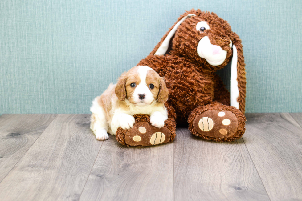 Meet William - our Cavalier King Charles Spaniel Puppy Photo 