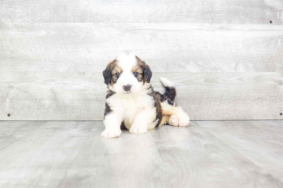 Mini Bernedoodle Puppy for Adoption