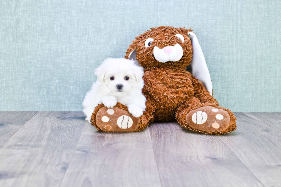 Funny Maltipoo Poodle Mix Pup