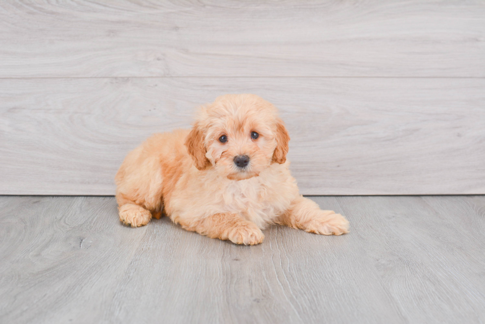 Mini Goldendoodle Puppy for Adoption