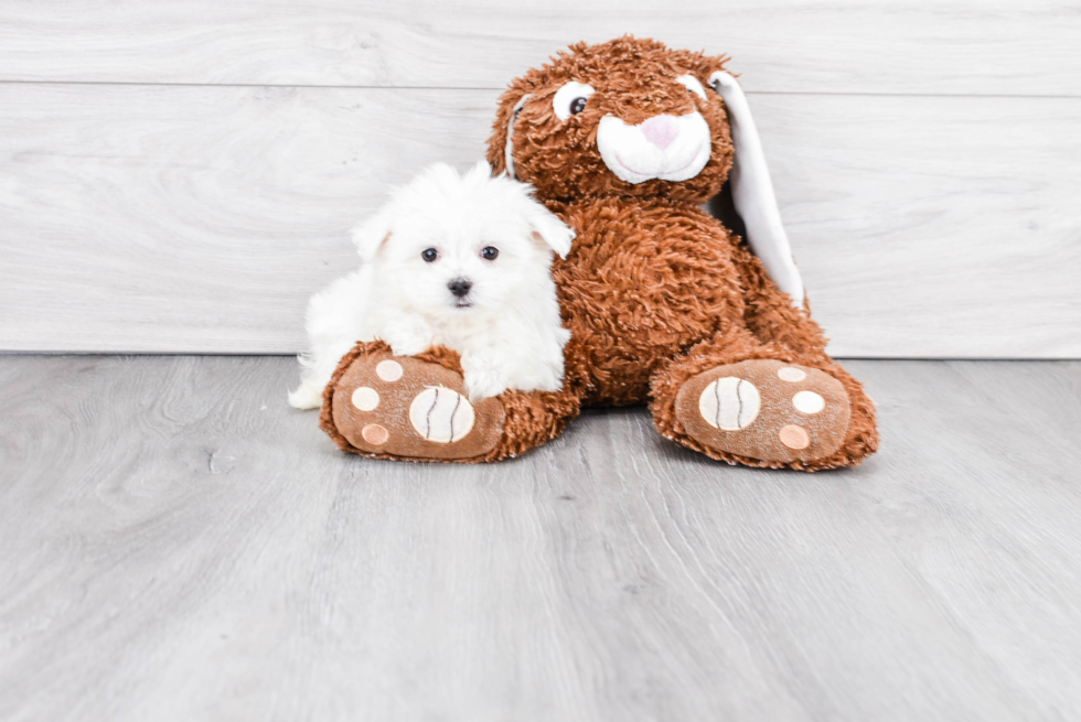 Hypoallergenic Maltese Baby