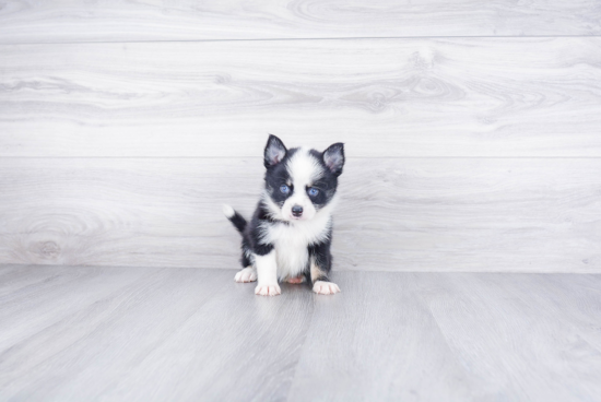 Pomsky Pup Being Cute