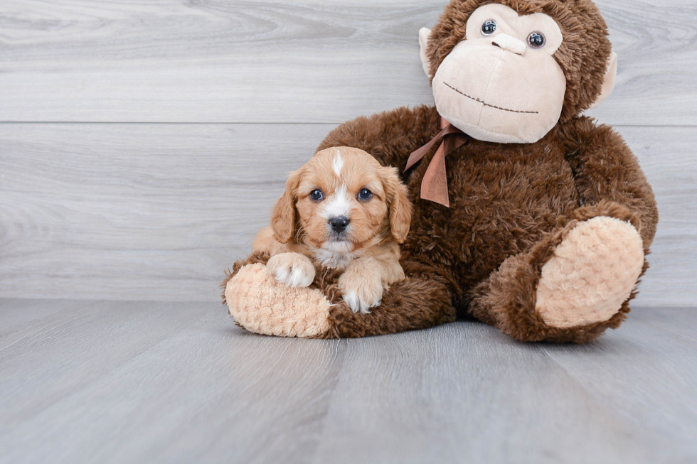 Sweet Cavapoo Baby