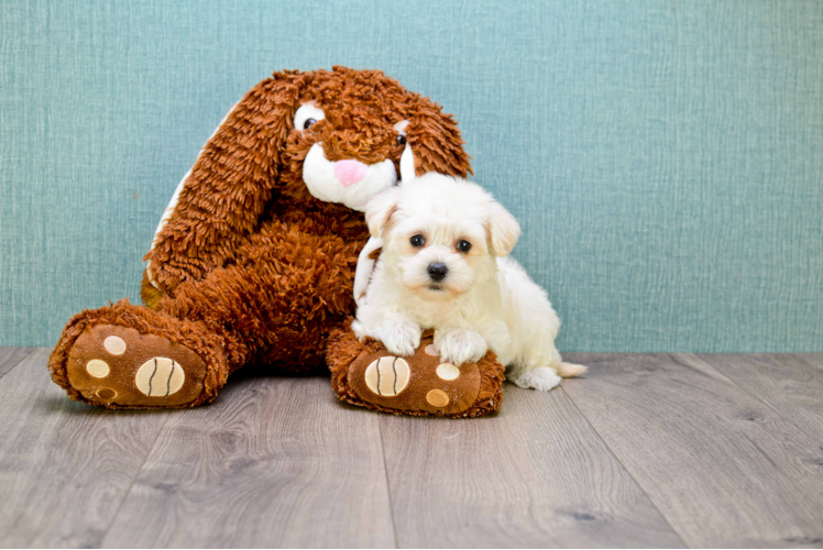 Best Maltipoo Baby