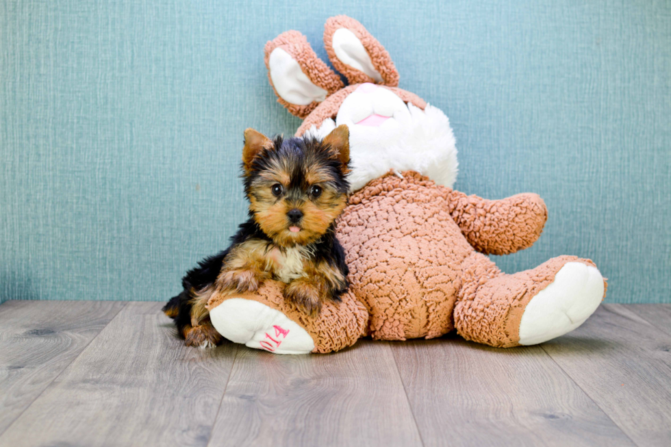 Meet Rocky - our Yorkshire Terrier Puppy Photo 