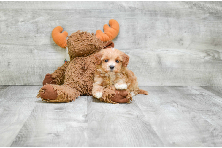 Friendly Mini Bernedoodle Baby