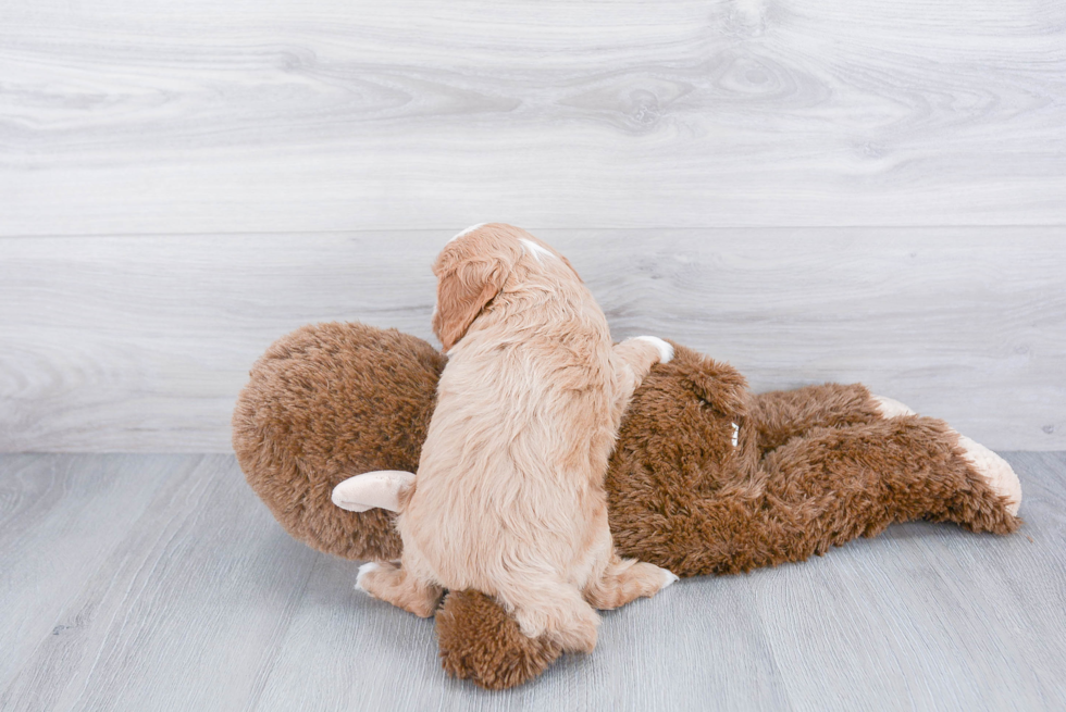 Cavapoo Pup Being Cute