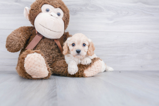 Cute Cavachon Baby