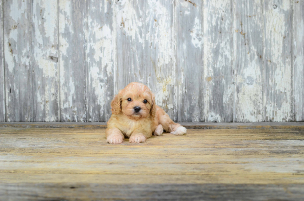 Funny Cavapoo Poodle Mix Pup