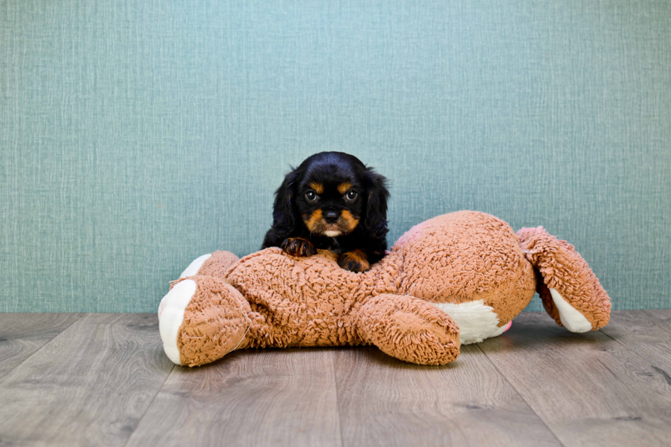 Sweet Cavalier King Charles Spaniel Purebred Puppy