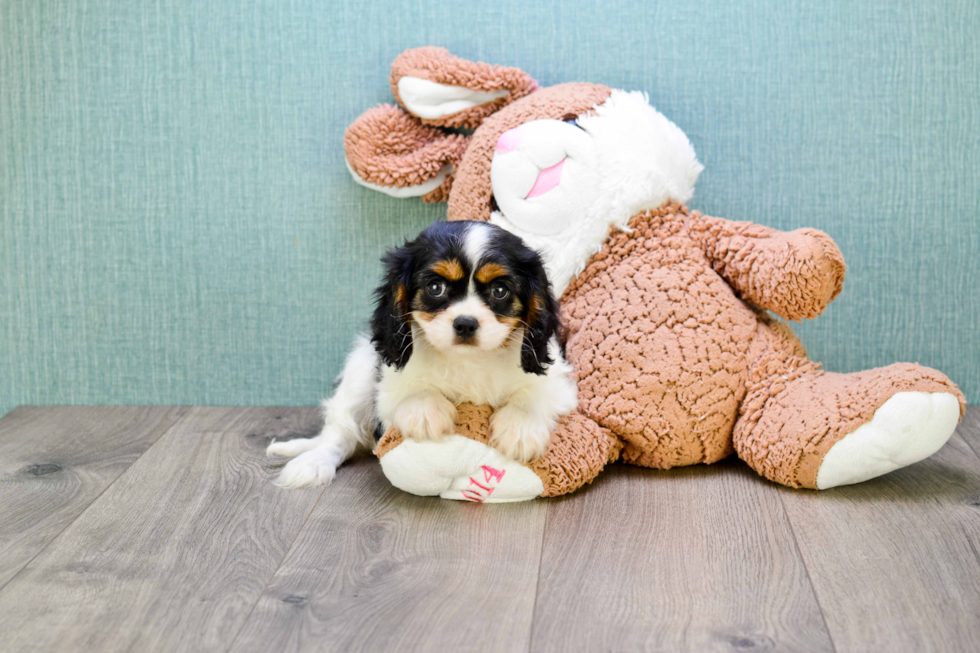 Cavalier King Charles Spaniel Puppy for Adoption