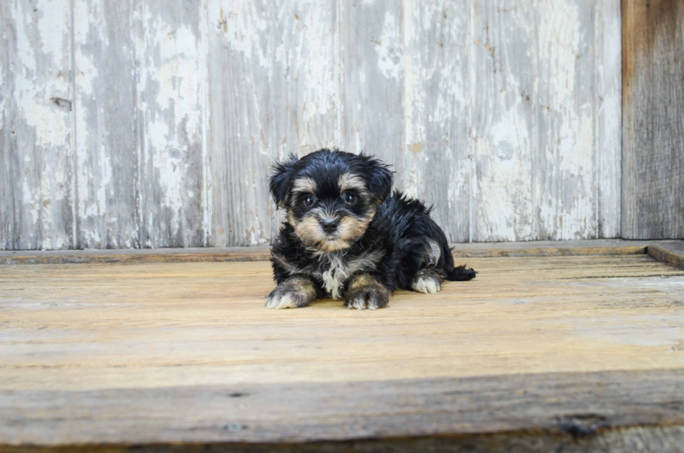 Morkie Puppy for Adoption