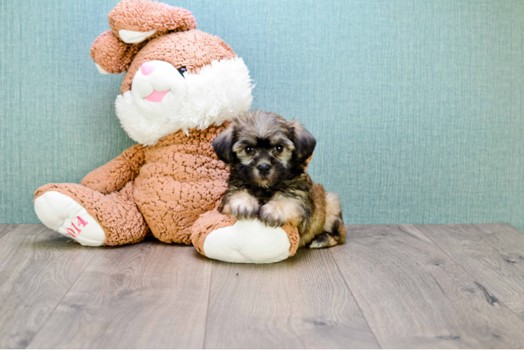 Havanese Pup Being Cute