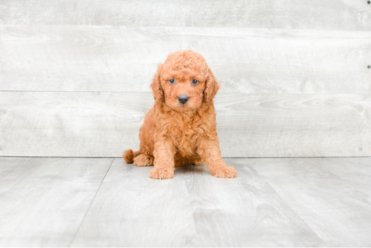 Small Mini Goldendoodle Baby