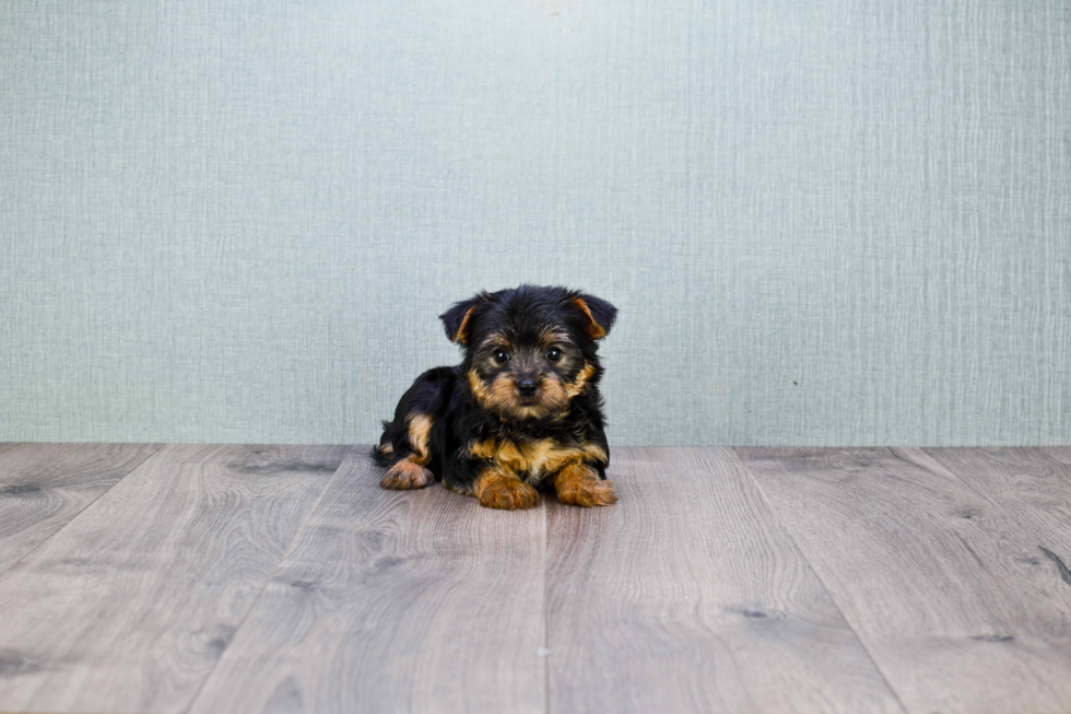 Meet Hope - our Yorkshire Terrier Puppy Photo 