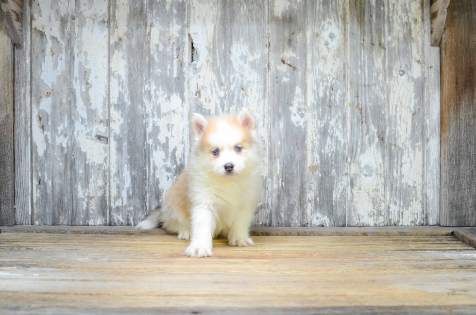 Smart Pomsky Designer Pup