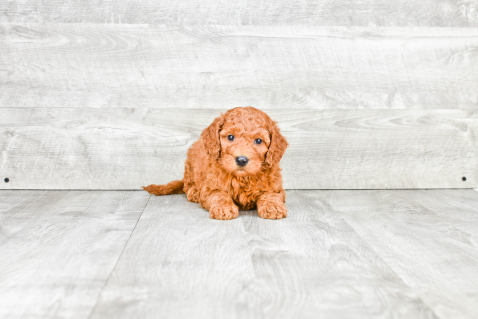 Sweet Mini Goldendoodle Baby