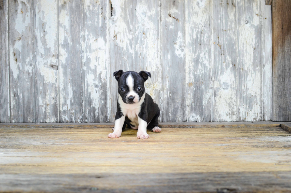 Friendly Boston Terrier Purebred Pup