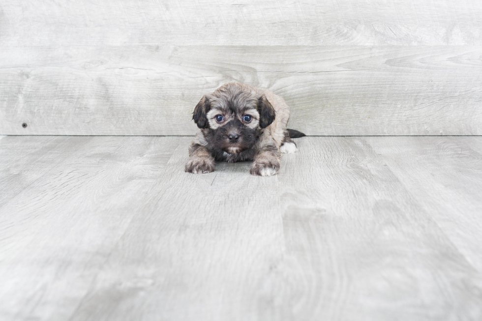 Havanese Puppy for Adoption