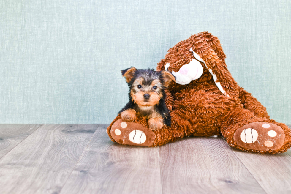 Meet Giselle - our Yorkshire Terrier Puppy Photo 