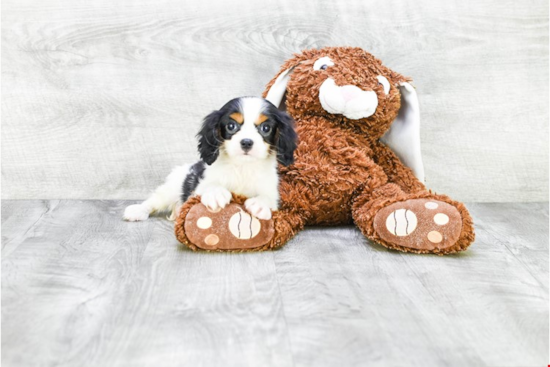 Cavalier King Charles Spaniel Pup Being Cute