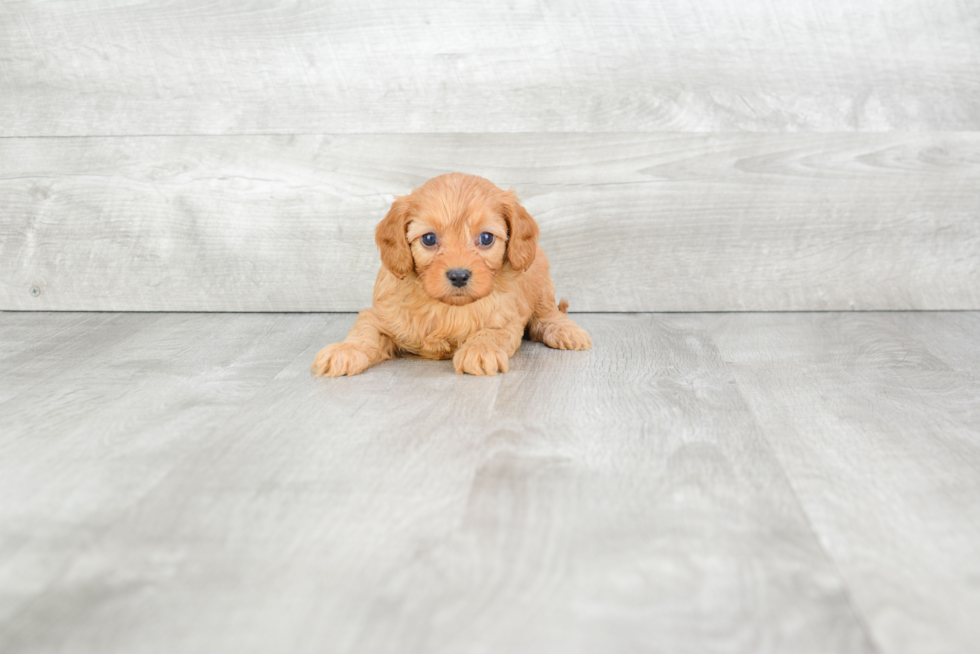 Fluffy Cavapoo Poodle Mix Pup