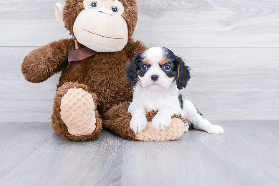 Cavalier King Charles Spaniel Pup Being Cute