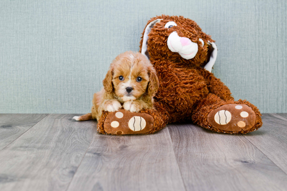 Popular Cavapoo Poodle Mix Pup