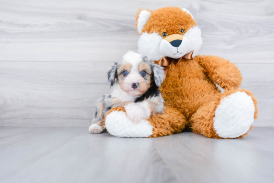 Small Mini Aussiedoodle Baby