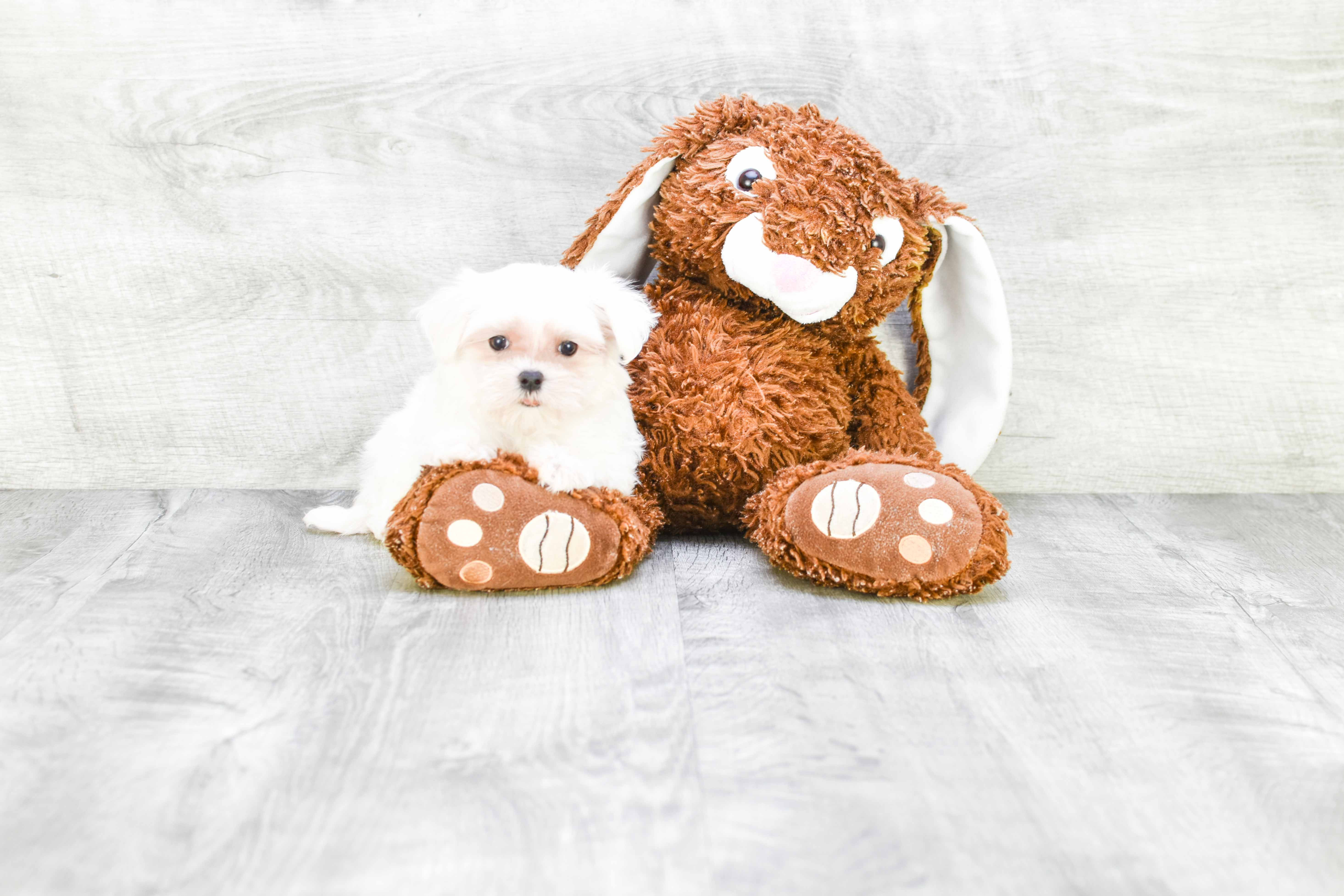 Friendly Maltese Purebred Pup