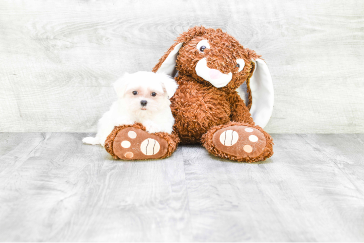 Friendly Maltese Purebred Pup